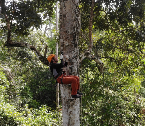 Investigating in the Borneo rainforest.